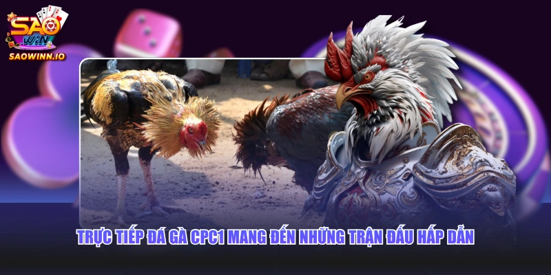 Trực tiếp đá gà CPC1 mang đến những trận đấu hấp dẫn 